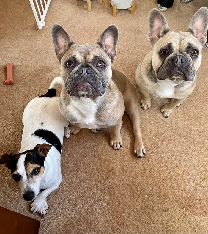 Maude, Nala and Sprocket 